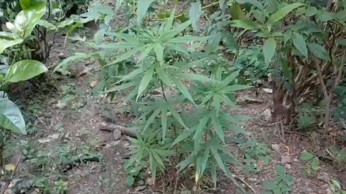 Cannabis Plants Found Growing in Nagpur Municipal Park, Probe Launched Into Possible NDPS Violation