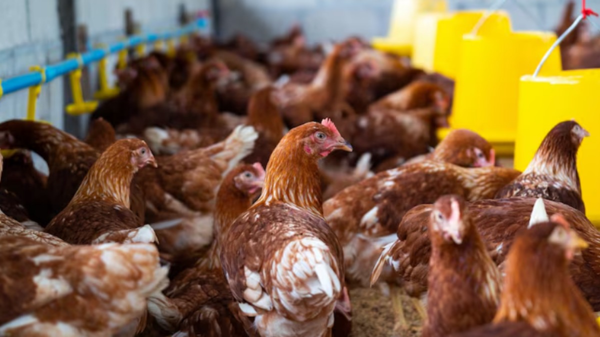 Driver's Nap Costs ₹71.6 Lakh as 800 Live Chickens Are Stolen in Pune
