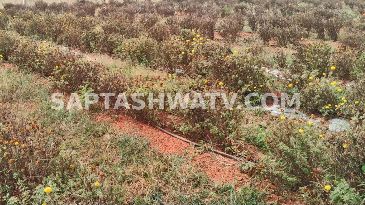 Drought Devastates Flower Farms in Chikkaballapur: Marigold Crop Withers as Borewell Runs Dry