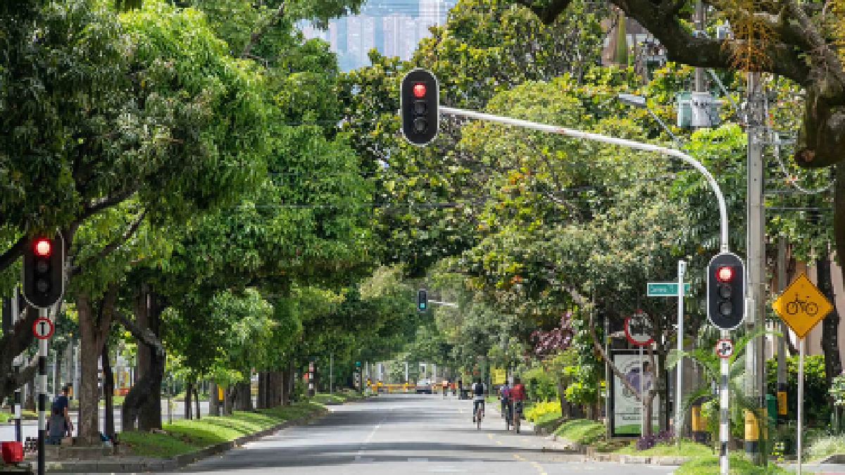 880,000 Trees, 5°C Cooler: How Colombia Is Transforming Cities with Urban Forests