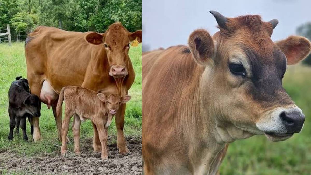 Supreme Court Puts Madras HC’s Complete Cow Slaughter Ban Order on Hold in Tamil Nadu