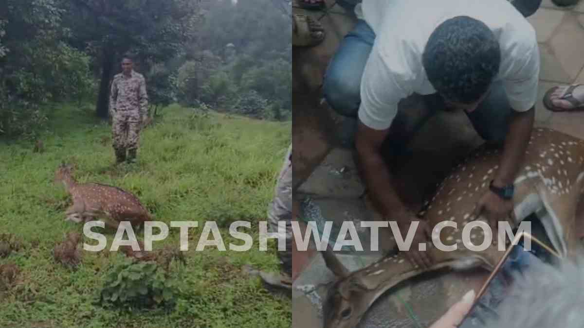 Deer Strays Into Napoklu Town in Kodagu, Rescued Safely by Locals