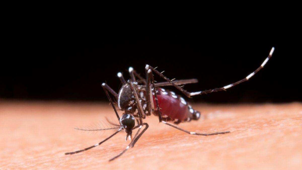 India Approves Takeda's Qdenga as First Dengue Vaccine to Combat All Four Virus Types