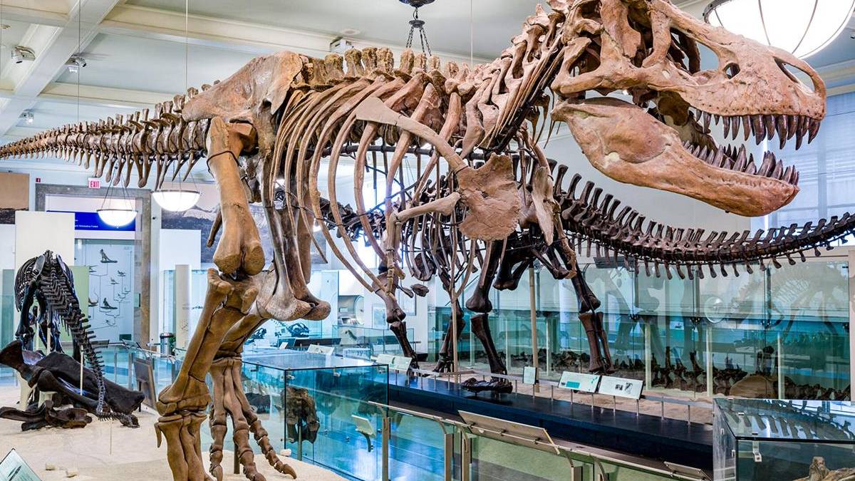 T. rex fossil auction | Photo Credit: https://x.com