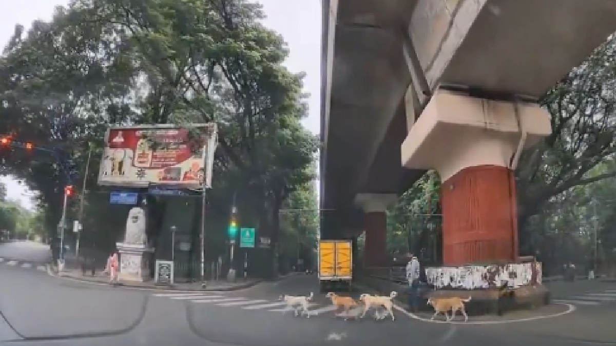 Bengaluru’s Smart Stray Dogs Go Viral for Using Zebra Crossing to Cross the Road | Photo Credit: https://x.com/Shinde_Revati21