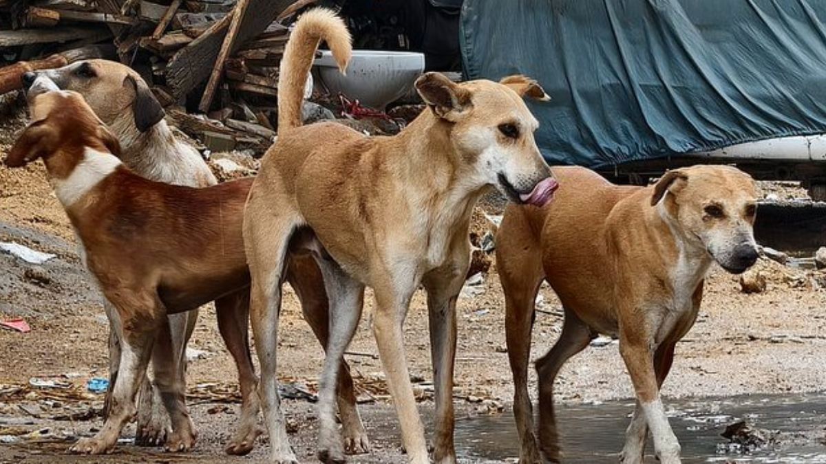 ರಾಯಚೂರಲ್ಲಿ ಭೀಕರ ದುರಂತ - ಮನೆಯಂಗಳದಲ್ಲೇ ಆಟವಾಡುತ್ತಿದ್ದ ಒಂದೂವರೆ ವರ್ಷದ ಕಂದಮ್ಮ ಬೀದಿ ನಾಯಿಗಳಿಗೆ ಬಲಿ!!