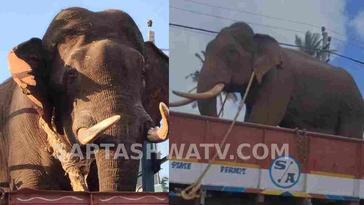 ಸಕ್ರೆಬೈಲು ಆನೆಗಳ ‘ಆಪರೇಷನ್ ಕಮಾಂಡೋ’
