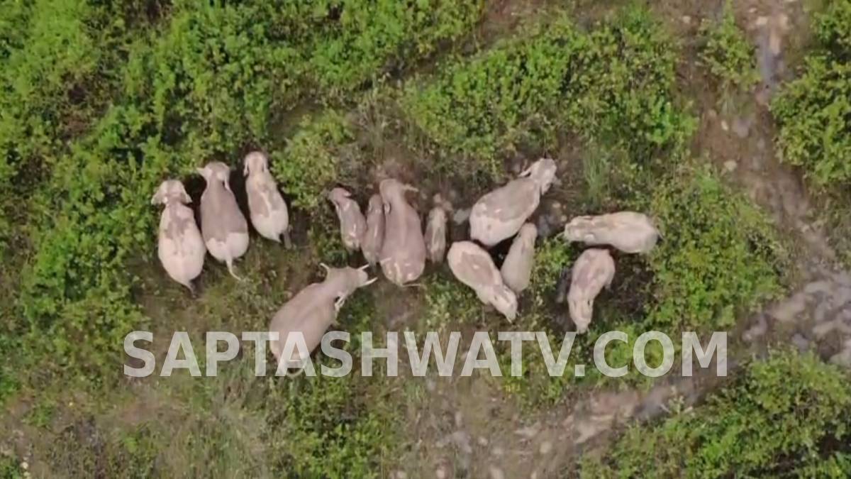 ಕೊಡಗಿನ ಕುಕ್ಲೂರು ಗ್ರಾಮದಲ್ಲಿ 13 ಕಾಡಾನೆಗಳ ಹಿಂಡಿನ ಪ್ರತ್ಯಕ್ಷ - ಡ್ರೋನ್ ಕ್ಯಾಮರಾದಲ್ಲಿ ಸೆರೆಯಾಯ್ತು ಗದ್ದೆ ಮಧ್ಯೆ ನಿಂತ ಭೀಕರ ದೃಶ್ಯ!!