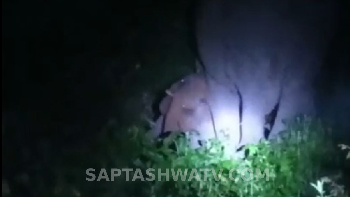 ತ್ಯಾಜ್ಯದ ಗುಂಡಿಗೆ ಬಿದ್ದಿದ್ದ ಆನೆ ಮರಿ