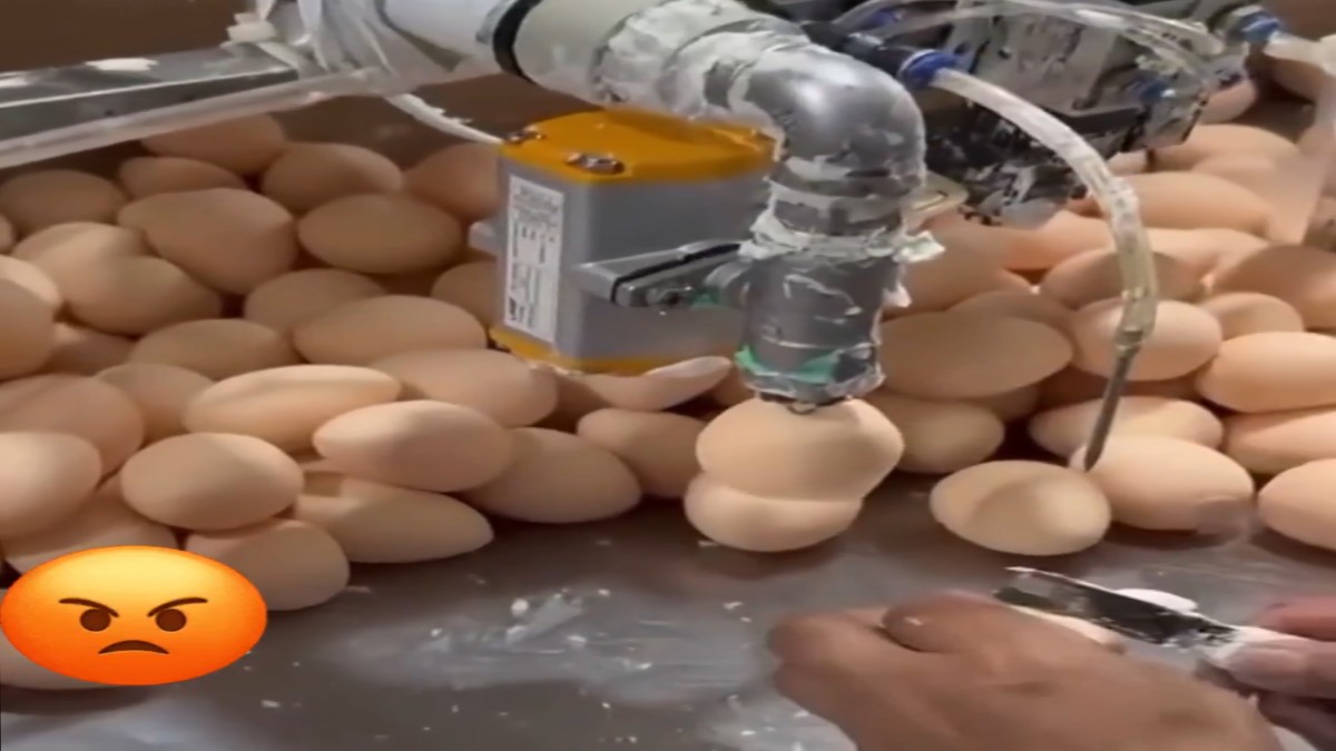 Viral Video Claiming Fake Egg Production in Factory Debunked as Misleading