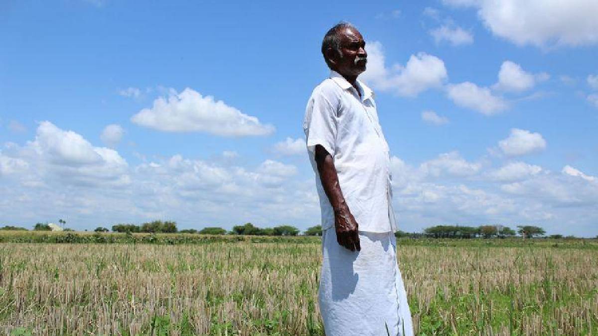 Cauvery Delta Crisis: Scorching Heat and Water Shortage Leave Farmers Watching Their Crops Die