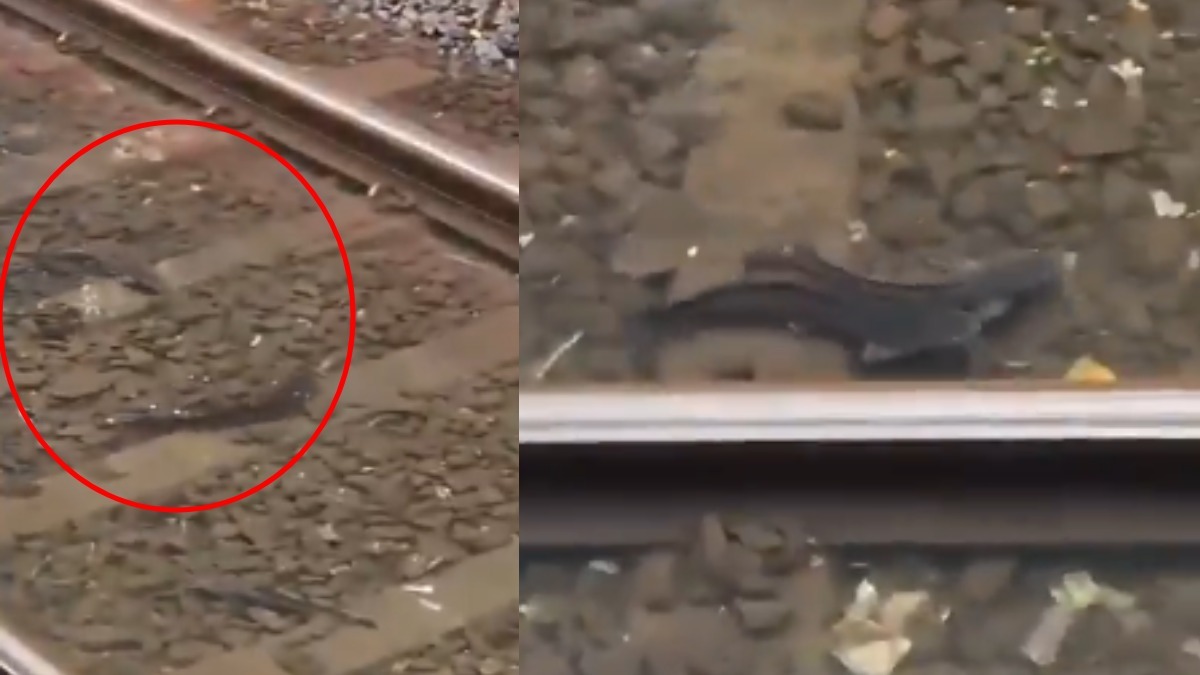 Fish Spotted Swimming on Mumbai Railway Tracks Amid Heavy Rains, Viral Video Sparks Buzz