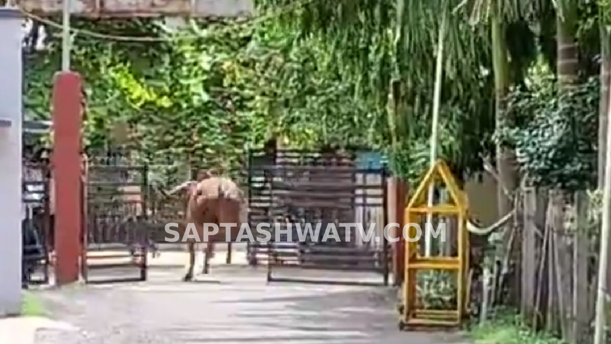 ಮಾರುಕಟ್ಟೆಯಲ್ಲಿ ರೊಚ್ಚಿಗೆದ್ದ ಹೋರಿಯ ರೌದ್ರಾವತಾರ - ನಾಯಿ ಕಚ್ಚಿದ ಬೆನ್ನಲ್ಲೇ 4 ಗಂಟೆಗಳ ಕಾಲ ಸೃಷ್ಟಿಯಾಯ್ತು ಮೃತ್ಯು ಭೀತಿ!!