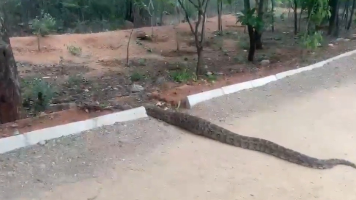 Giant 20-Foot Python Spotted at KBR National Park in Hyderabad's Banjara Hills
