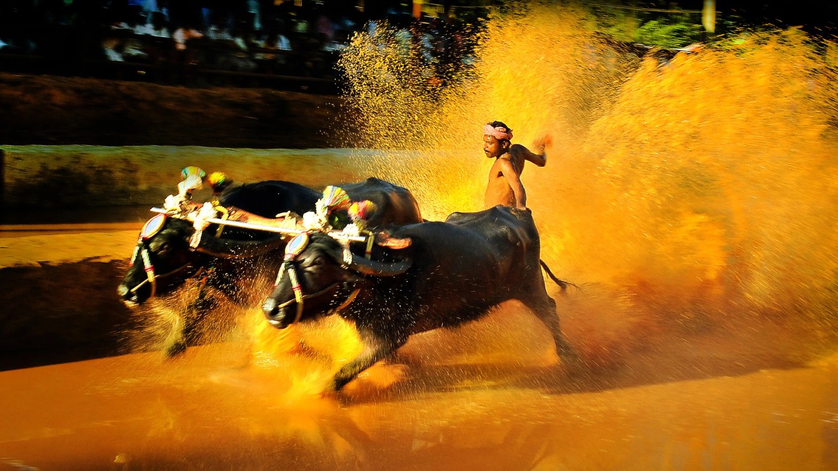 ಕರಾವಳಿ ಜನತೆಗೆ ಹಬ್ಬದ ಸಂಭ್ರಮ - 'ಉಡುಪಿ ಅಪ್ಡೇಟ್ಸ್' ಪ್ರಸ್ತುತಪಡಿಸಿದ 2026-27ನೇ ಸಾಲಿನ ಅಧಿಕೃತ ಕಂಬಳ ವೇಳಾಪಟ್ಟಿ ಬಿಡುಗಡೆ!!