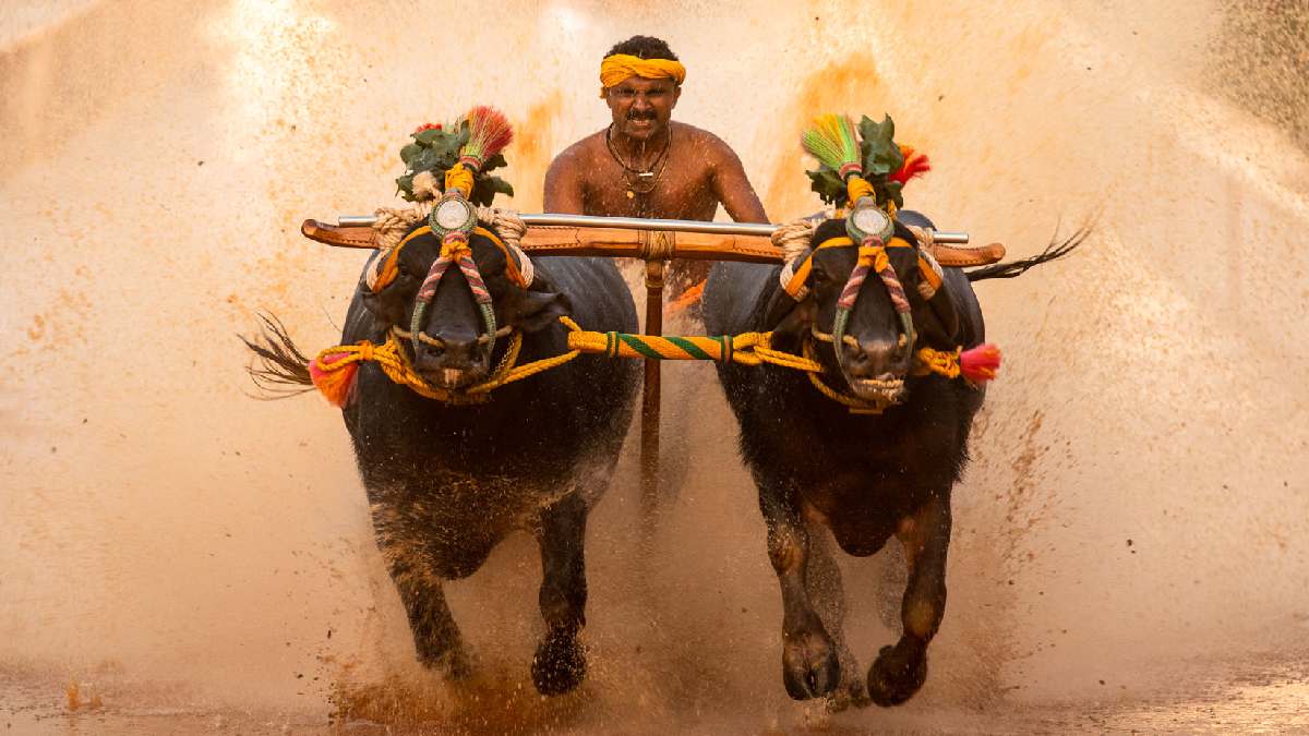 ವಿವಾದದ ನಡುವೆಯೇ ಕರಾವಳಿ ಕಂಬಳಕ್ಕೆ ಬಂಪರ್ ಗಿಫ್ಟ್ - 23 ಜೋಡುಕರೆ ಕೂಟಗಳಿಗೆ ಒಟ್ಟು ₹1.15 ಕೋಟಿ ಅನುದಾನ ಘೋಷಿಸಿದ ಸರ್ಕಾರ!!