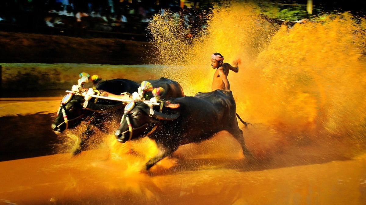 Mysuru Dasara Kambala Plan Sparks Major Row | Photo Credit: https://visitmangalore.in/events/50