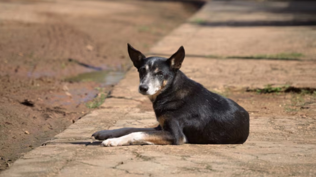 Karnataka Awaits Dog Catchers from Assam to Accelerate Statewide Stray Dog Sterilisation Drive