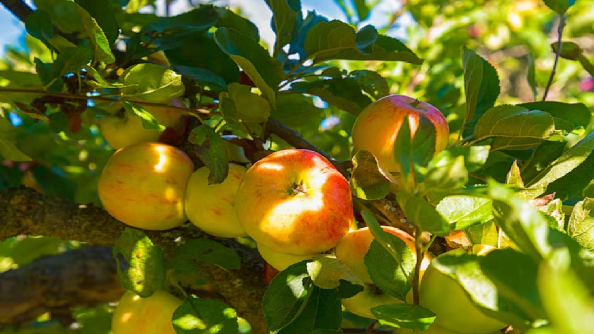 Karnataka Eyes Fruit Orchards on Public Land to Create Jobs and Support Local Bodies