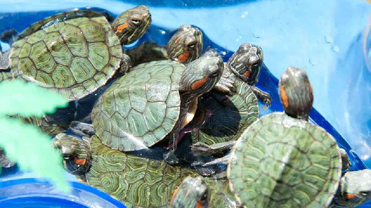 Kolkata Airport Customs Seize 707 Live Turtles from Passenger's Luggage, Wildlife Trafficking Probe Launched