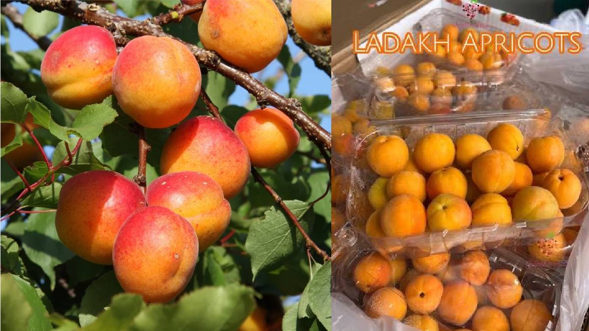 Ladakh Sends First Fresh Apricot Export to UAE, Targets 1,000 Tonnes of Overseas Shipments