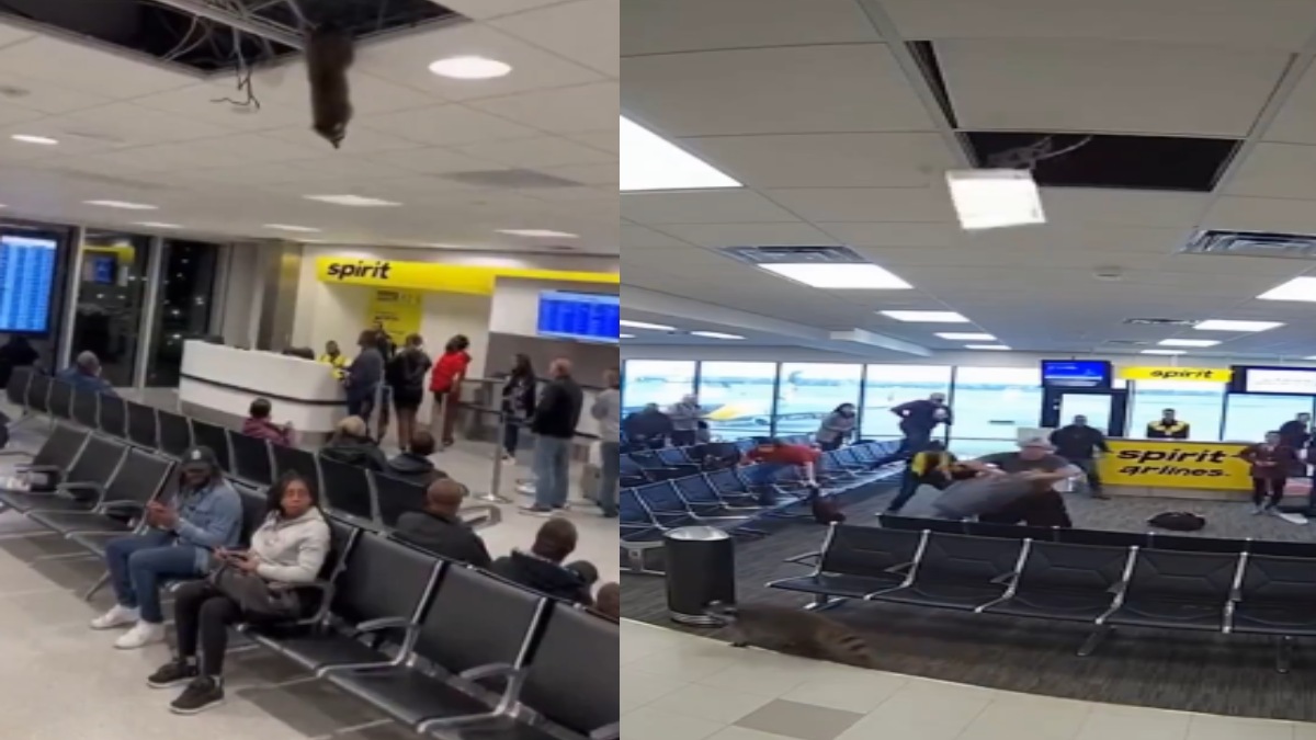 Wild Raccoon Falls Through Ceiling at LaGuardia Airport's Spirit Terminal, Stuns Travelers