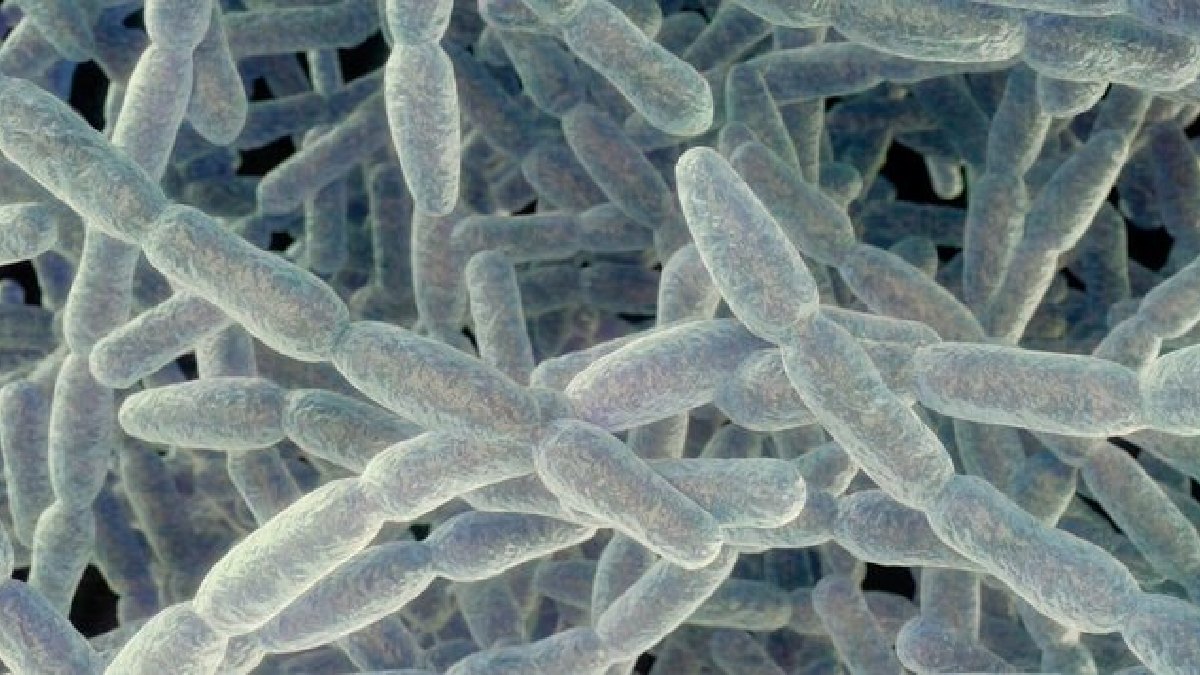Legionnaires’ Disease Claims 4 Lives in New York City: Warning Signs and Symptoms Everyone Should Know