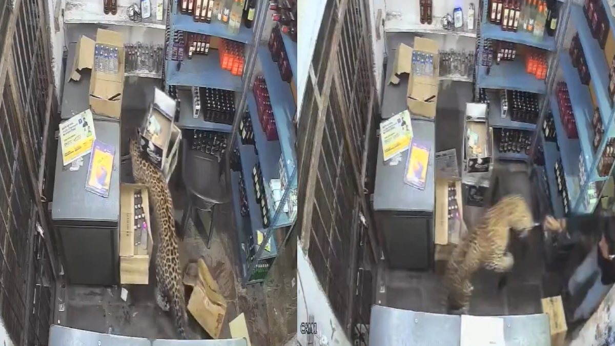 Leopard Enters Liquor Shop in Rajasthan's Tonk, Injures Salesman Before Being Trapped Inside | Photo Credit: https://x.com/KailashVashi
