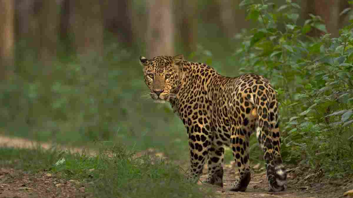 Leopard Spotted in Mysuru Village After Attacking Cow; Forest Department Sets Up Cage