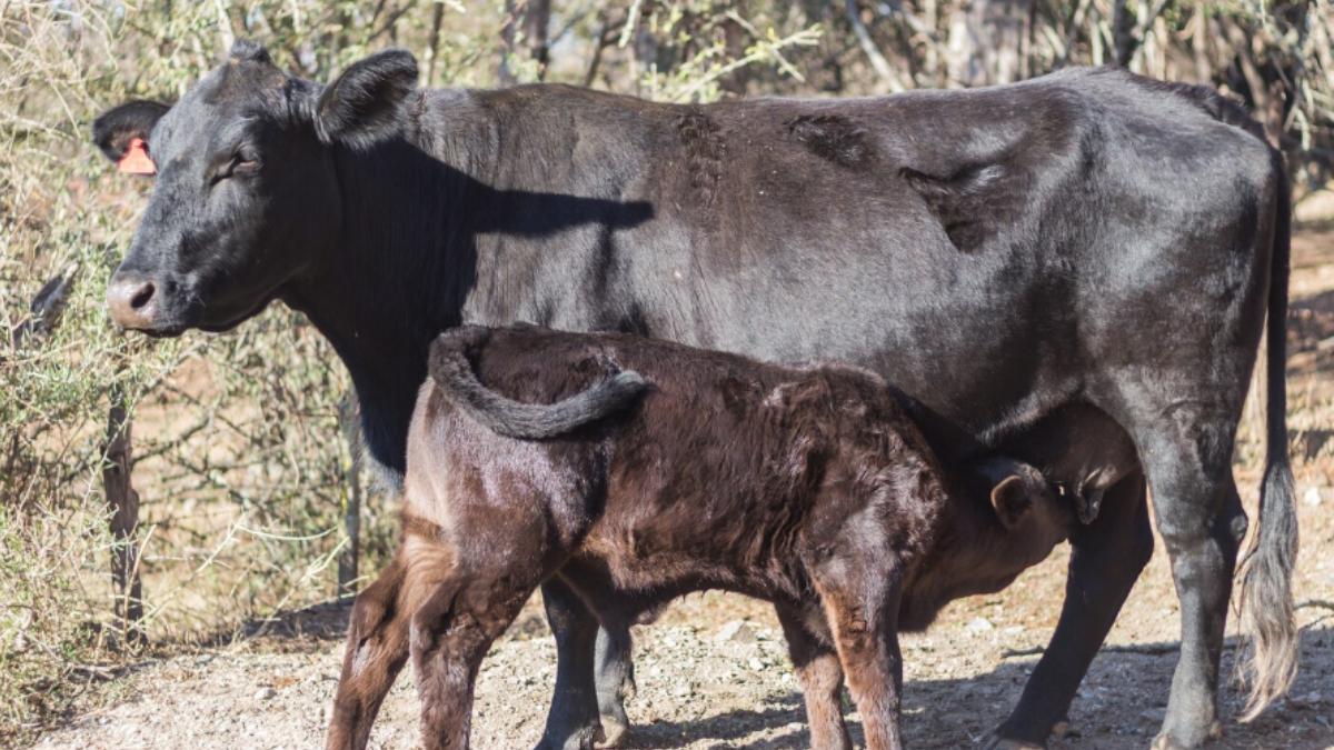 Supreme Court Suspends High Court Directive on Cow and Calf Slaughter in Tamil Nadu