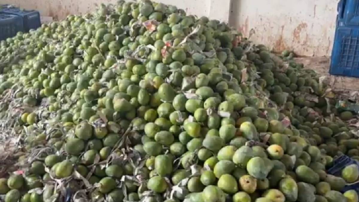Bumper Harvest, Bitter Returns: Totapuri Mango Farmers in Andhra Pradesh Face Severe Price Crash