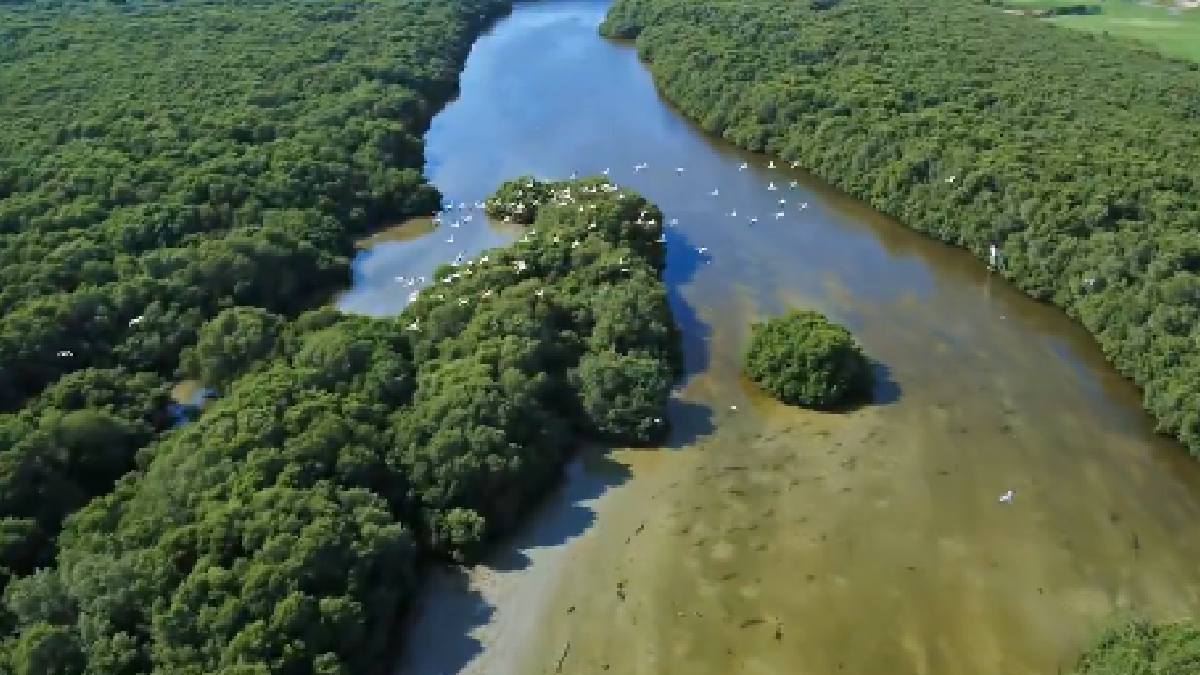 Save India's Mangroves: Environmentalists Seek PM Modi's Immediate Intervention