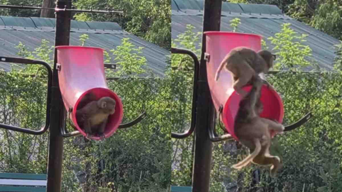 ‘Me First, Then You!’ Playful Monkeys Compete for a Turn on Park Slide, Viral Video Delights Internet