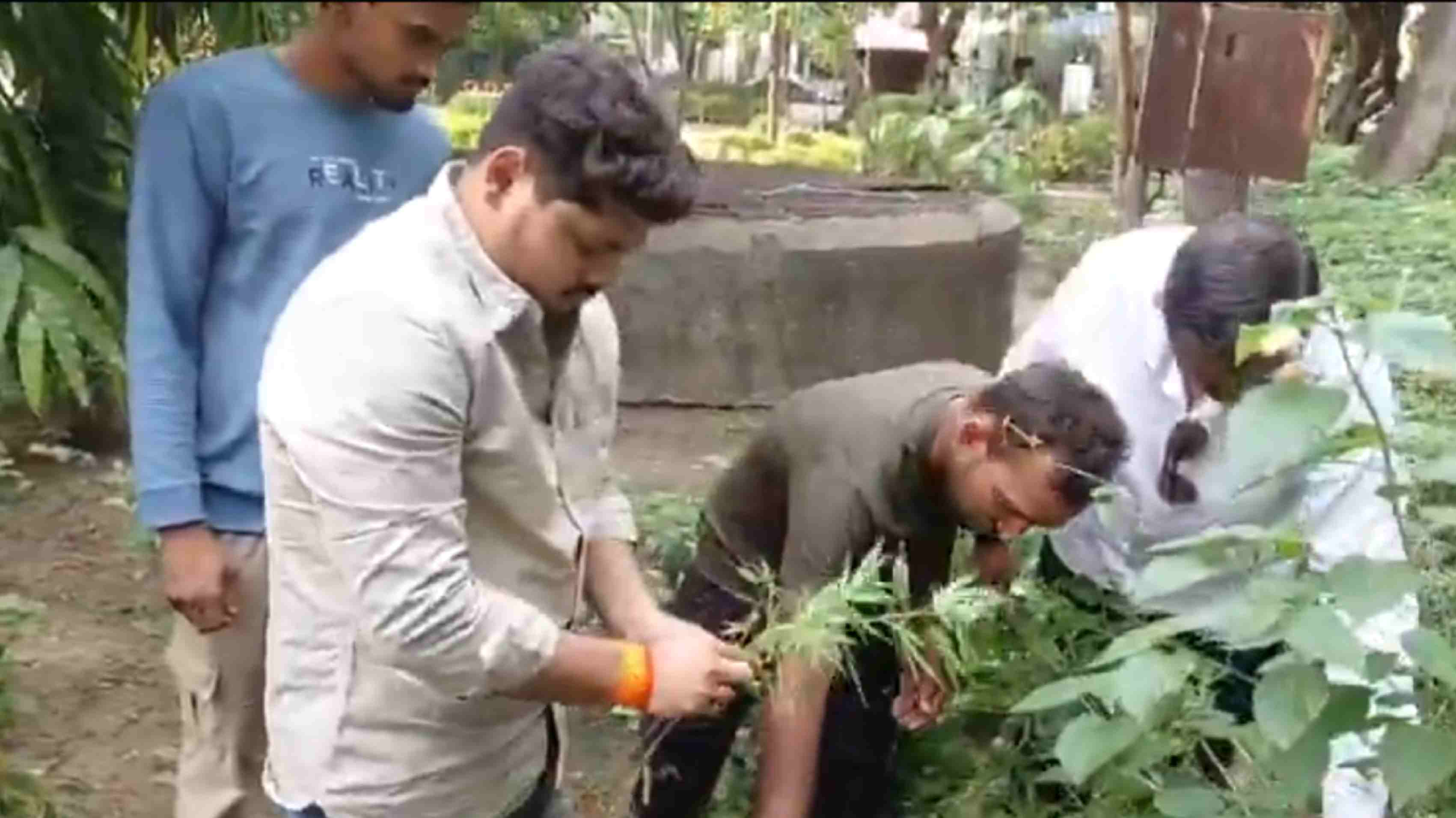 Nagpur Municipal Park Row: Investigation Begins Over Suspected Marijuana Plants