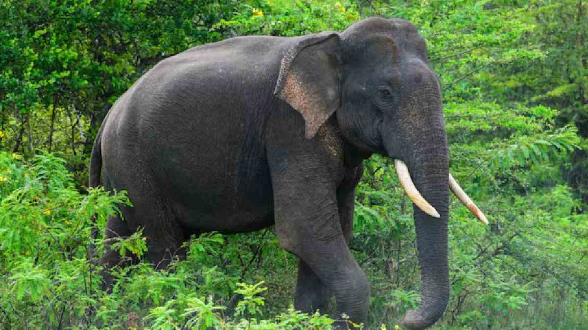 Rogue Elephant Allegedly Tracks Down Family Years After Relocation, Kills Mother and Child in Nepal