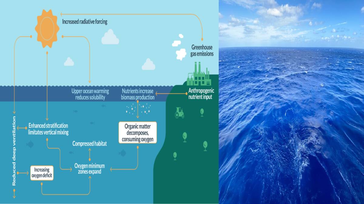 Every Second Breath You Take Comes from the Ocean: The Hidden Lifeline Sustaining Earth
