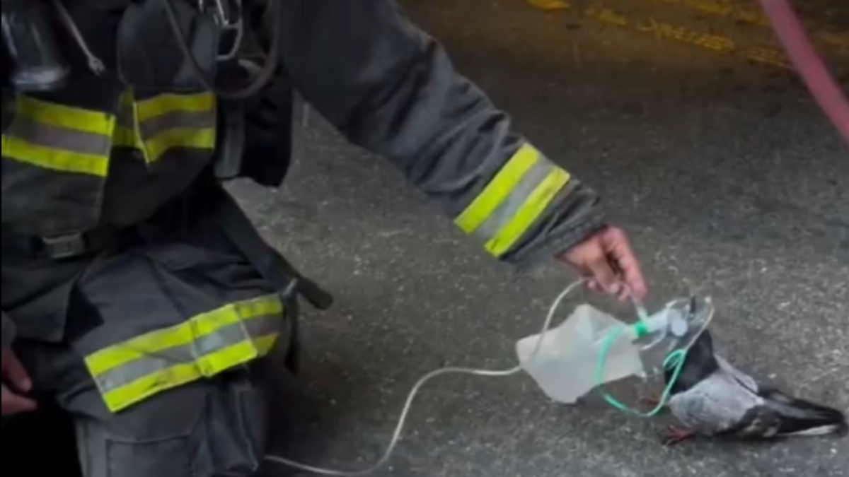 Oakland Firefighters Give Oxygen to Pigeon Rescued From Vehicle Fire Smoke | Photo Credit: https://x.com/heavensbvnny