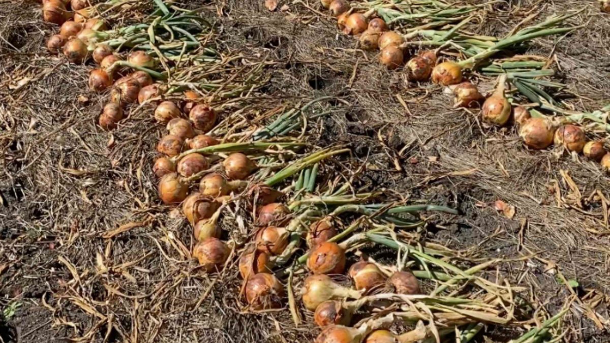 India's Onion Has Outsmarted Governments, but Climate Change Is Making It Cry