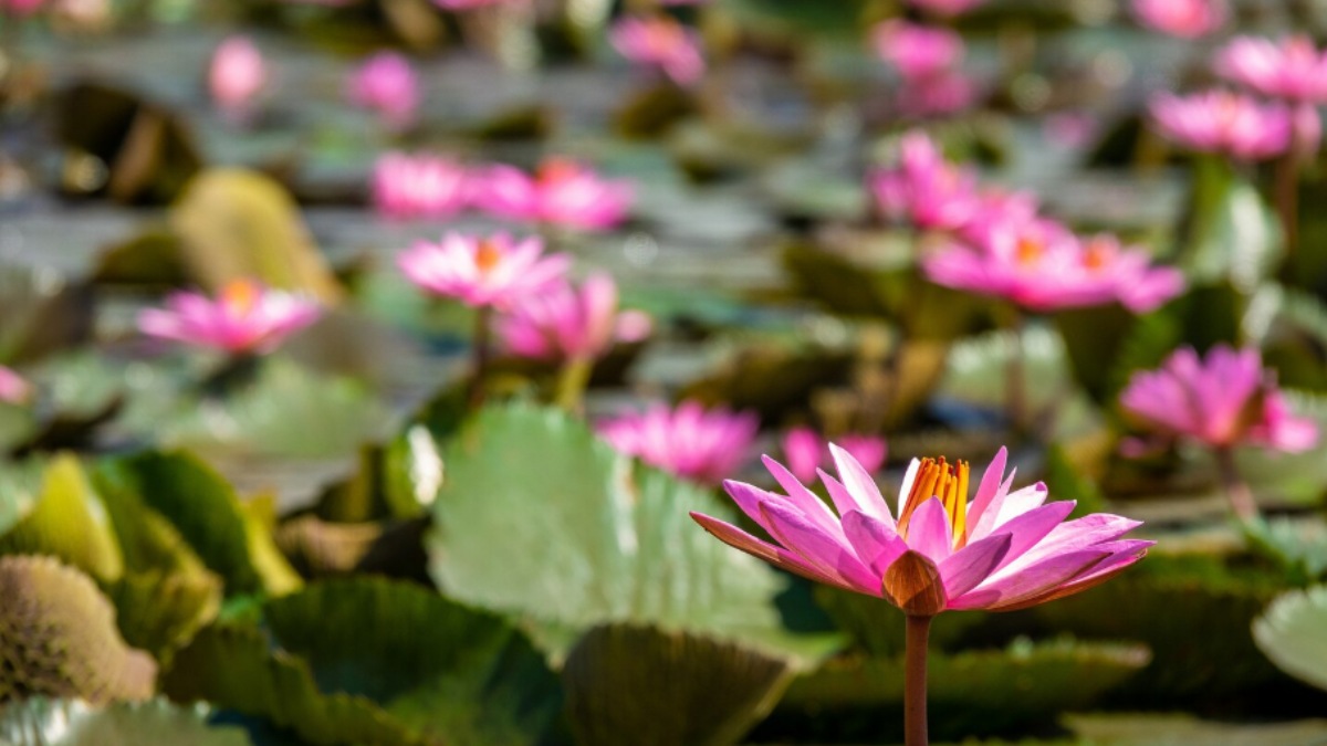 Udupi Farmer Converts Paddy Field Into Lotus Farm, Earns Up to ₹1 Lakh Every Month | Photo Credit: https://www.magnific.com