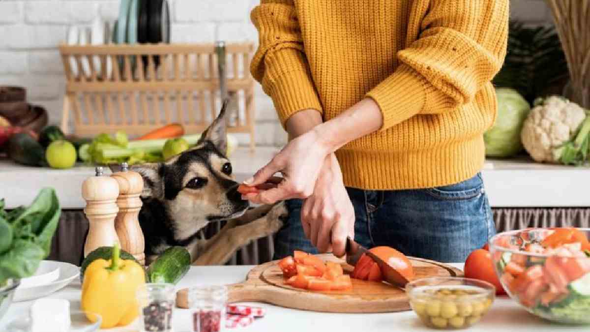 10 Everyday Human Foods That Can Be Toxic to Dogs and Cats