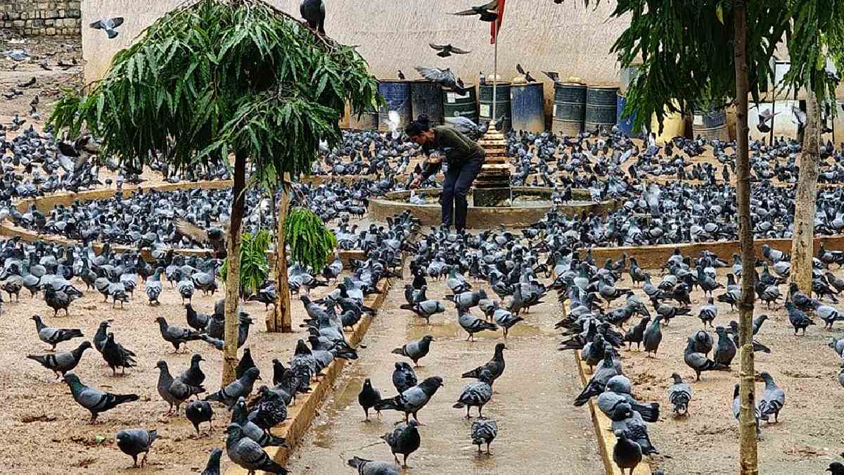 Bengaluru Introduces New Rules on Feeding Pigeons; Public Feeding Restricted Over Health Concerns