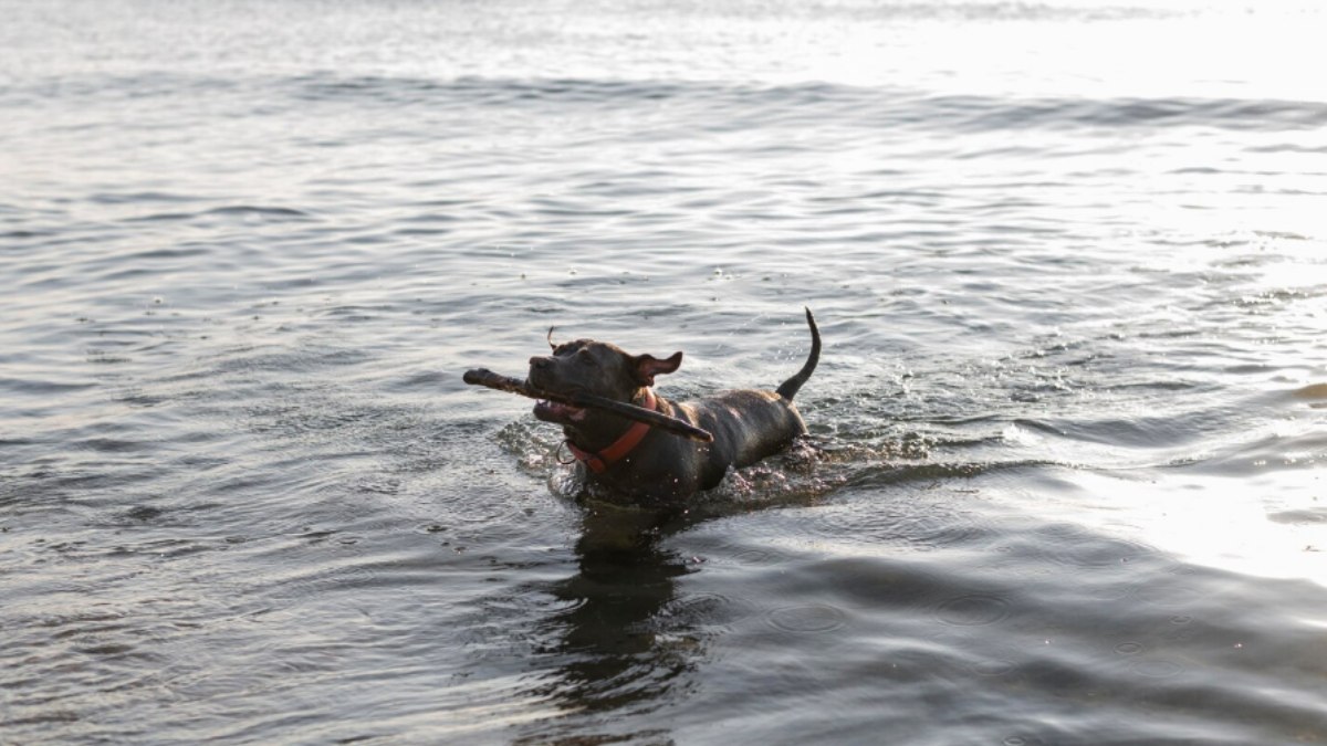 Firefighters Reunite Missing Dog With Owners After Dramatic San Francisco Bay Rescue