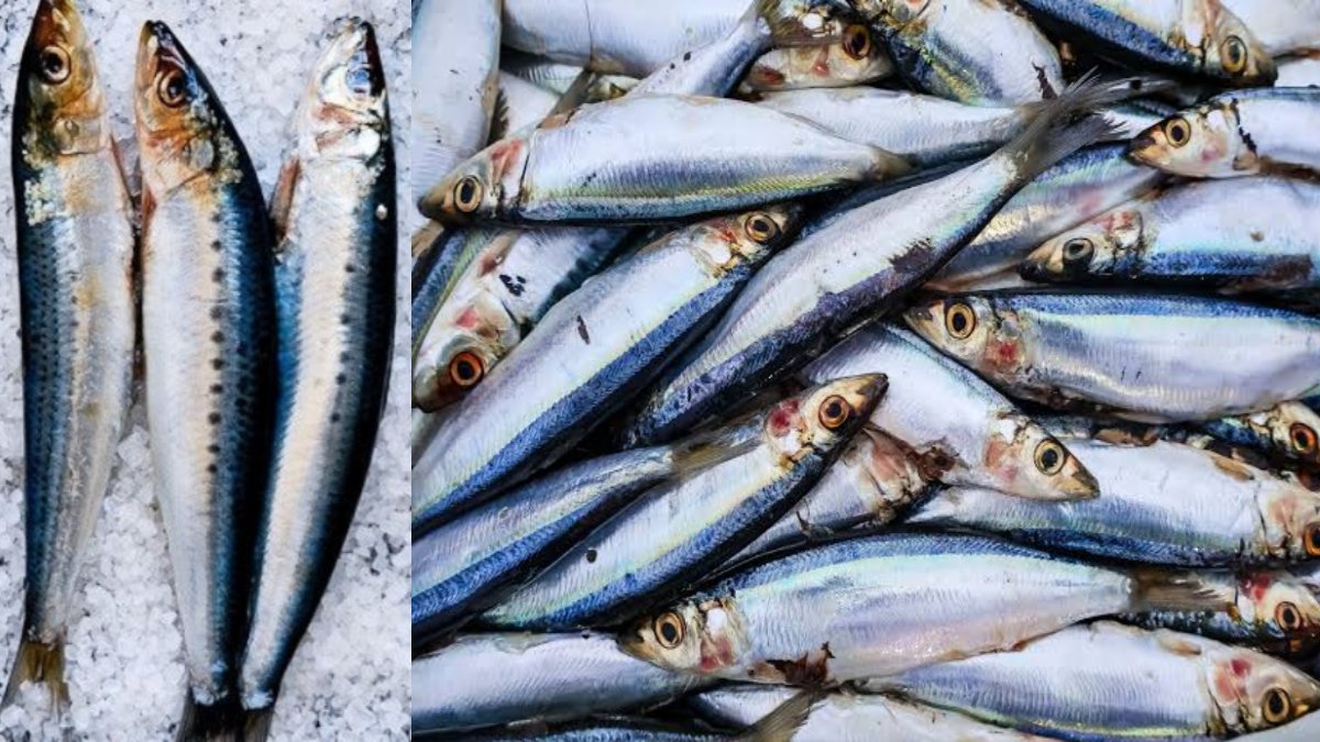 Health Benefits of Sardines: Why This Affordable Fish Is a Nutritional Powerhouse