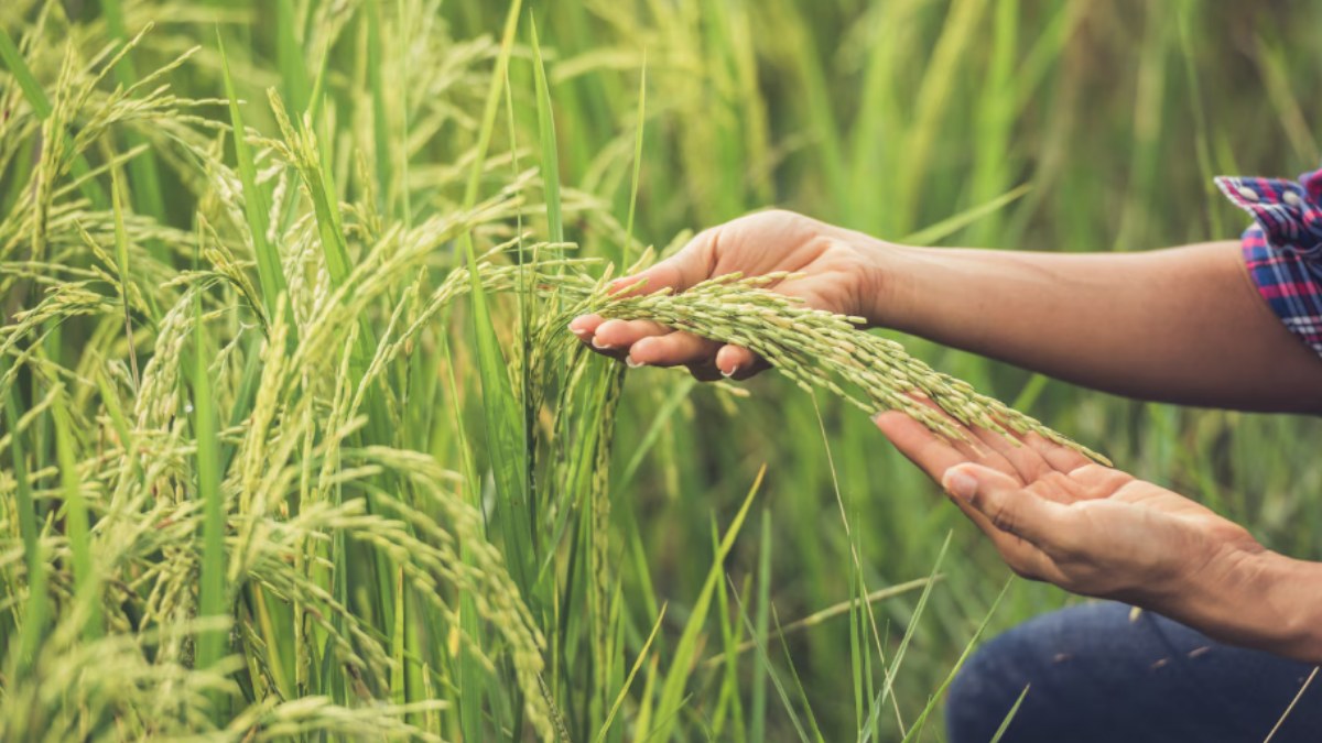 Karnataka: Paddy Seedling Shortage Hits Sirsi Farmers Amid Heavy Monsoon Rains | Photo Credit: https://www.magnific.com