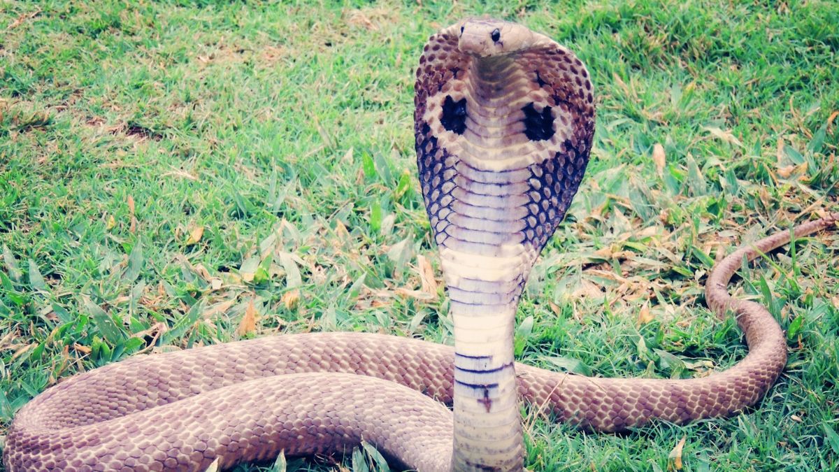 Snake Bite Insurance Explained: Does Health, Life, and Term Insurance Cover Snakebite Treatment and Death Claims?