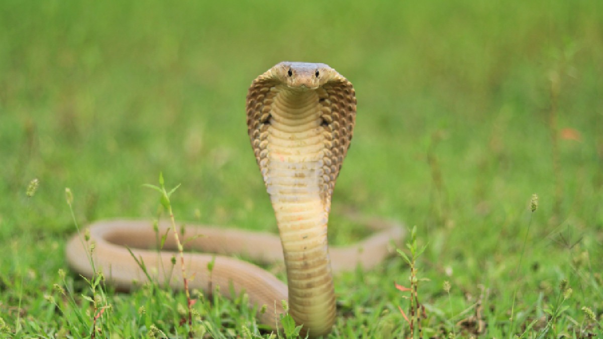 12-Year-Old Girl Dies, Three Students Critically Injured After Snake Bites Girls' Hostel in Jharkhand