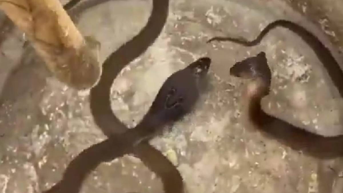 Baby Cobras Slither Into Hyderabad Police Station, Prompt Swift Rescue Operation