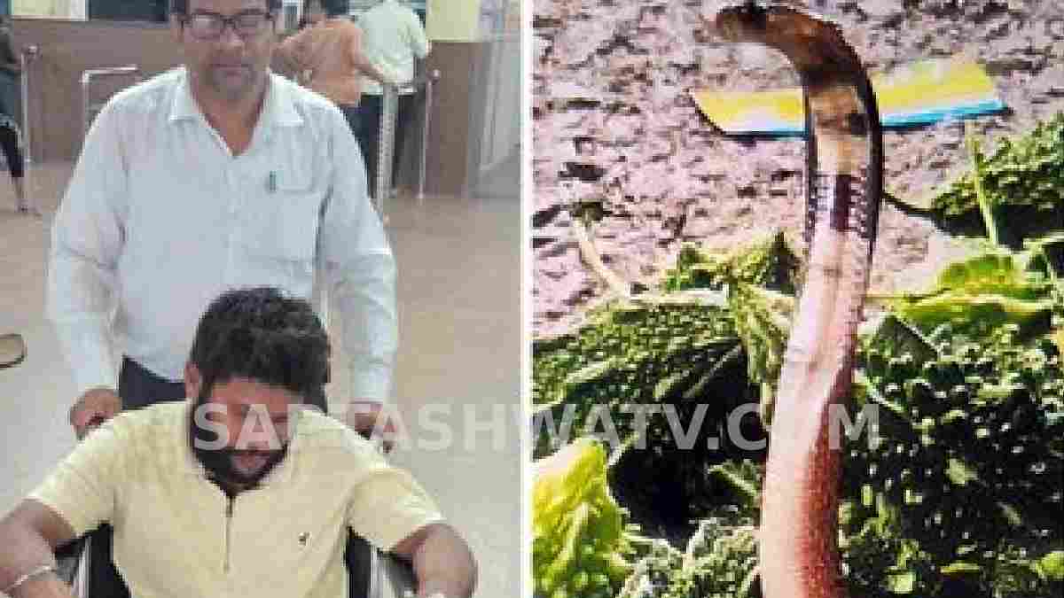 ಬಿಲಾಸ್‌ಪುರ ಸಂತೆ ಮಾರುಕಟ್ಟೆಯಲ್ಲಿ ಭೀತಿ - ಹಾಗಲಕಾಯಿ ರಾಶಿಯಲ್ಲಿದ್ದ ನಾಗರಹಾವು ಕಚ್ಚಿ ಯುವಕ ಆಸ್ಪತ್ರೆಗೆ!!