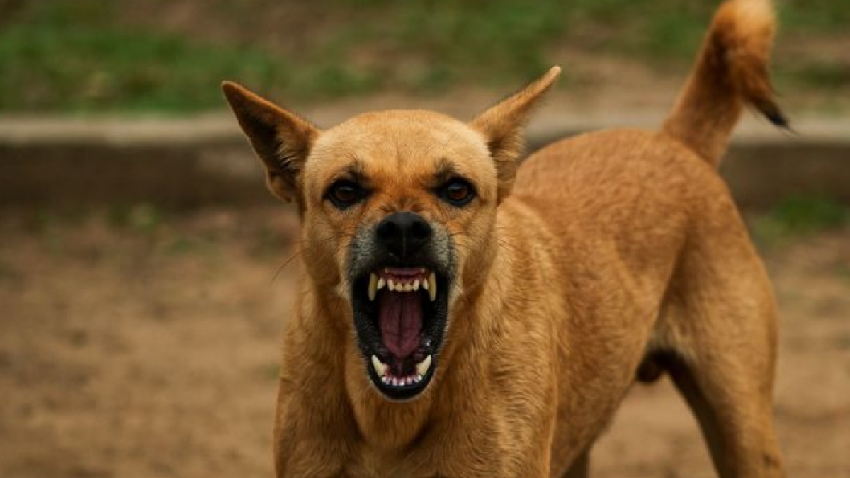4-Year-Old Girl Mauled to Death by Stray Dogs While Parents Worked in Punjab Fields