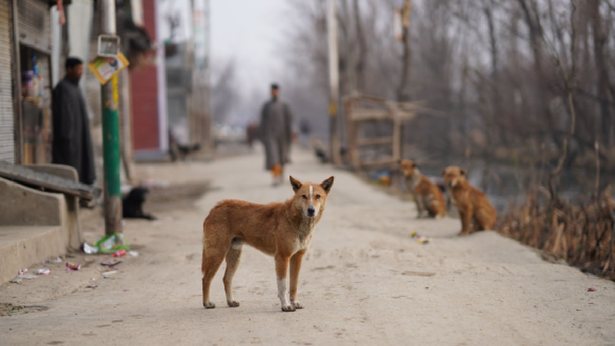 Delhi High Court Registers Suo Motu PIL to Monitor Supreme Court’s Stray Dog Removal Orders